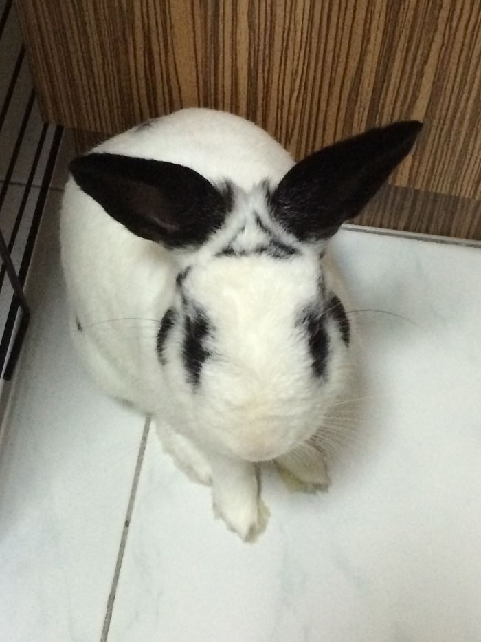 129 Animals With Unusual Fur Markings