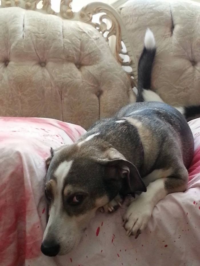 129 Animals With Unusual Fur Markings