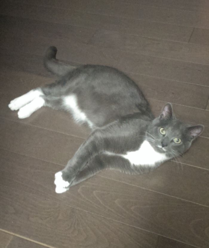 129 Animals With Unusual Fur Markings