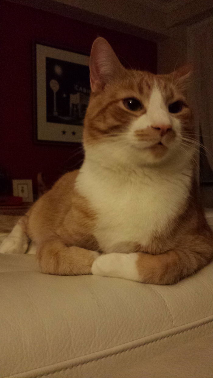 129 Animals With Unusual Fur Markings