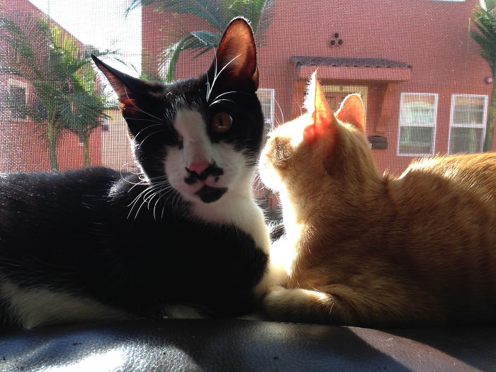 129 Animals With Unusual Fur Markings