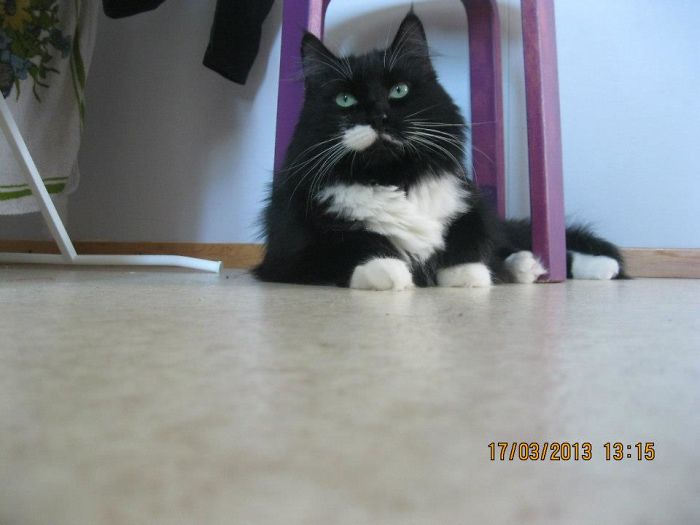 129 Animals With Unusual Fur Markings