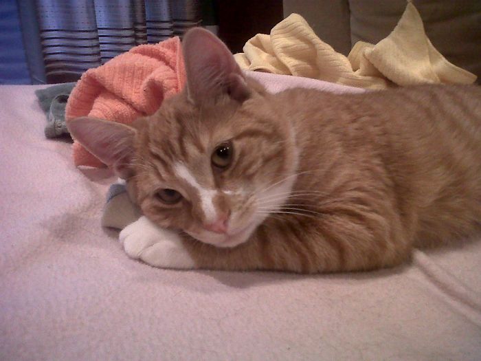 129 Animals With Unusual Fur Markings