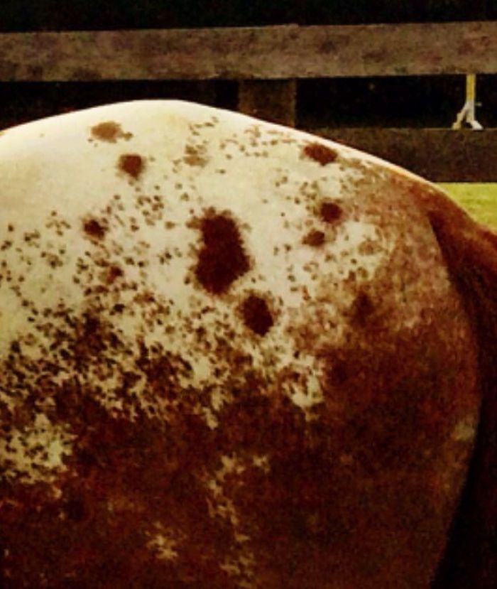 129 Animals With Unusual Fur Markings