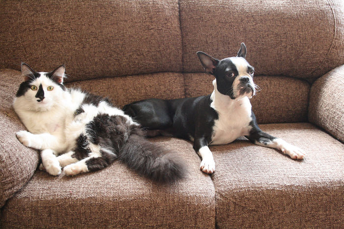 129 Animals With Unusual Fur Markings