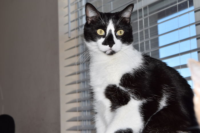 129 Animals With Unusual Fur Markings