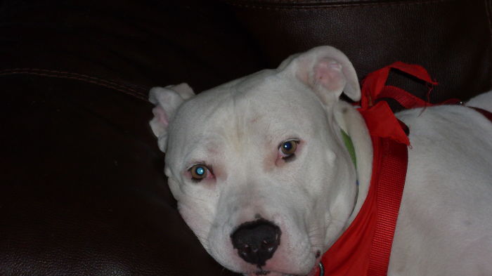 129 Animals With Unusual Fur Markings