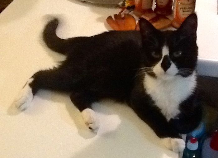 129 Animals With Unusual Fur Markings