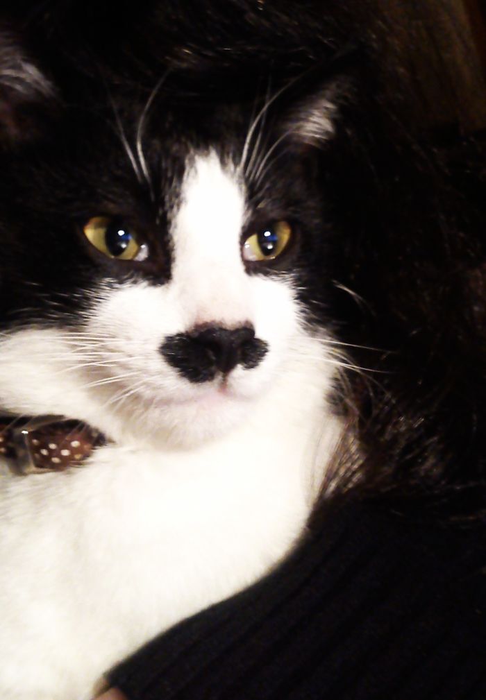 129 Animals With Unusual Fur Markings