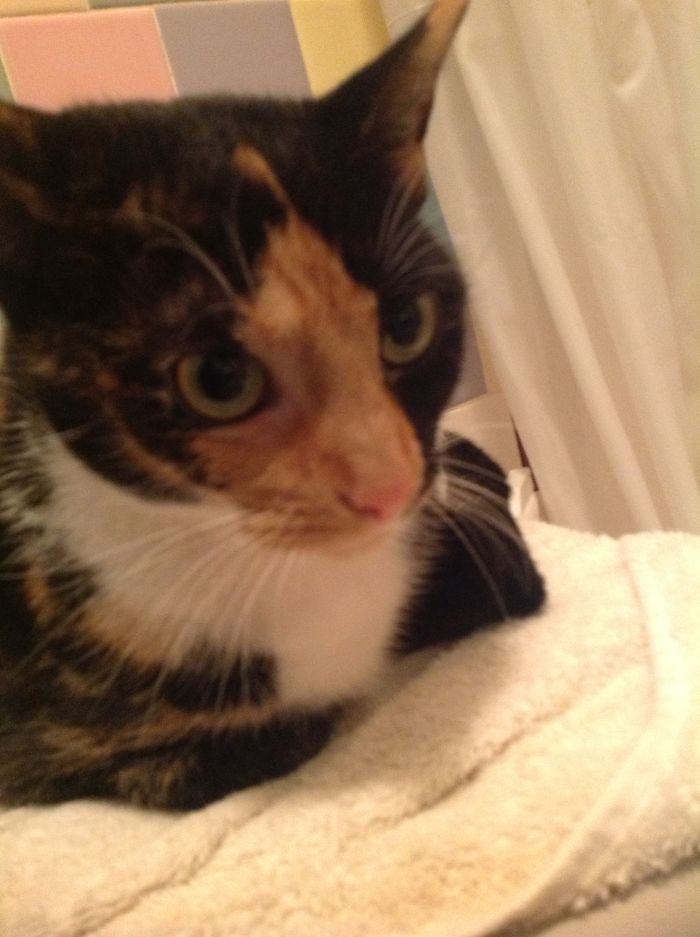 129 Animals With Unusual Fur Markings