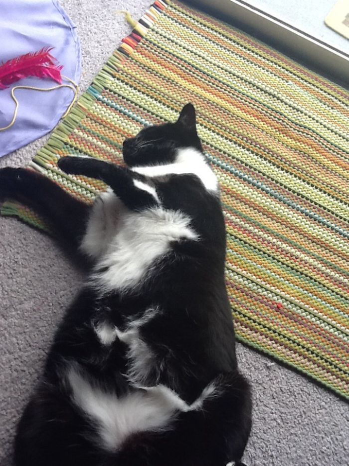 129 Animals With Unusual Fur Markings