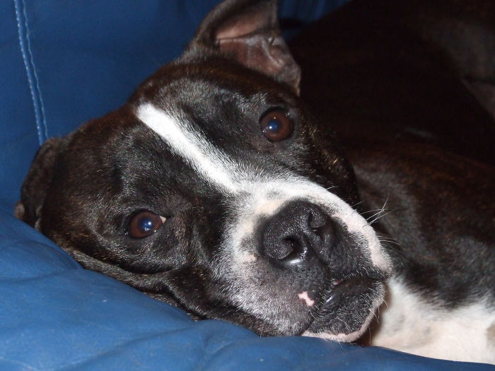 129 Animals With Unusual Fur Markings