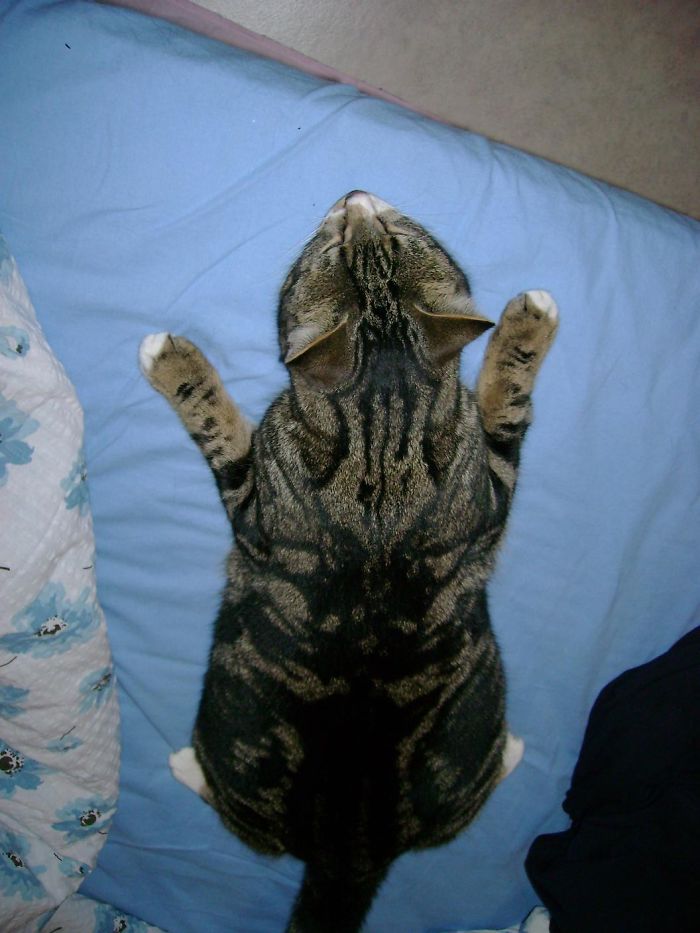 129 Animals With Unusual Fur Markings