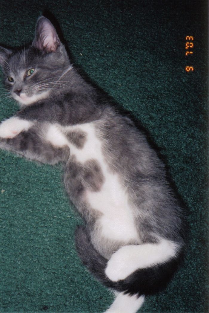 129 Animals With Unusual Fur Markings