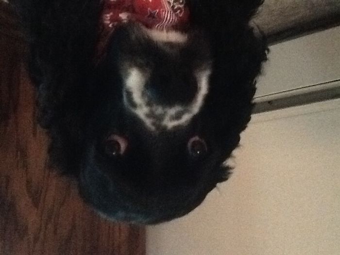 129 Animals With Unusual Fur Markings