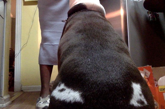 129 Animals With Unusual Fur Markings