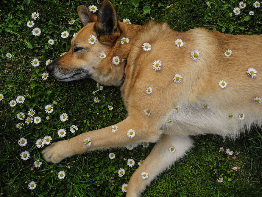 My Dog Lola Is Also My Best Photo Model