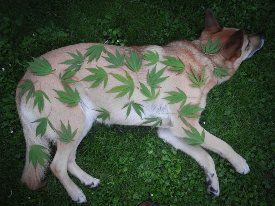 My Dog Lola Is Also My Best Photo Model