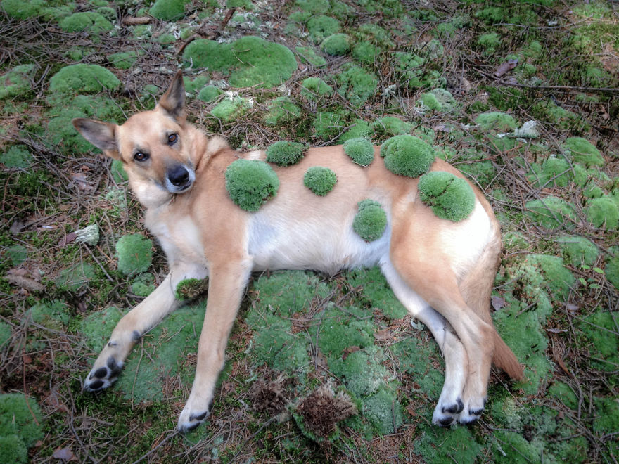 My Dog Lola Is Also My Best Photo Model