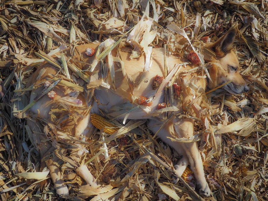 My Dog Lola Is Also My Best Photo Model