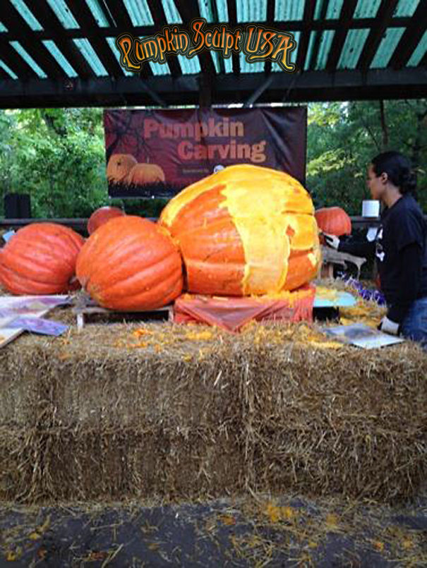 900lb Pumpkin Carving Raises Awareness Of Elephant Killings