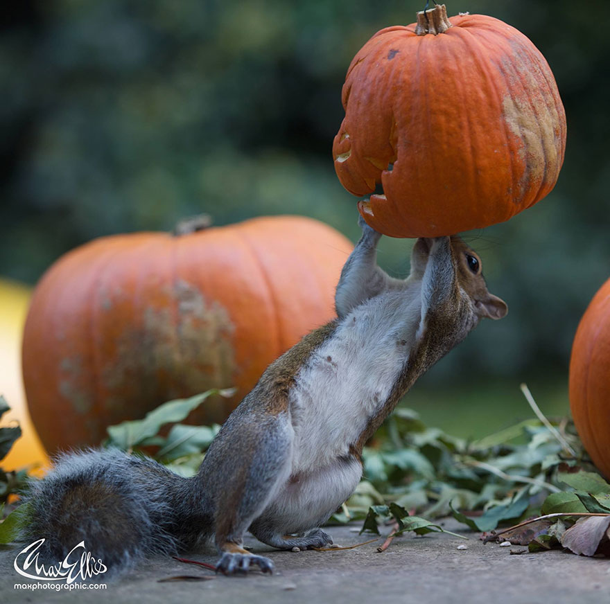 Squirrel Tries To Steal A Carved Pumpkin From Photographer&#8217;s Backyard