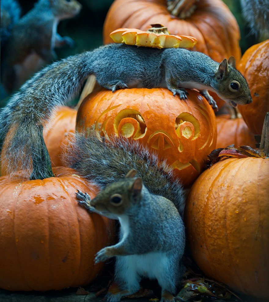 Squirrel Tries To Steal A Carved Pumpkin From Photographer&#8217;s Backyard