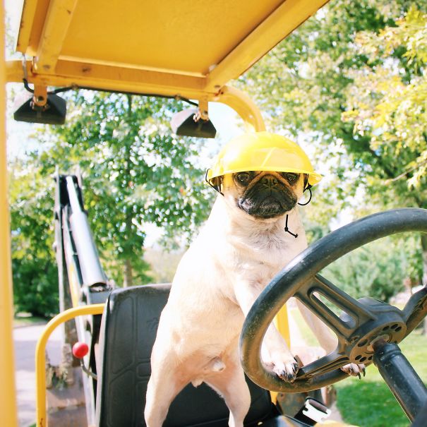 Doug The Pug Does Halloween Better Than You