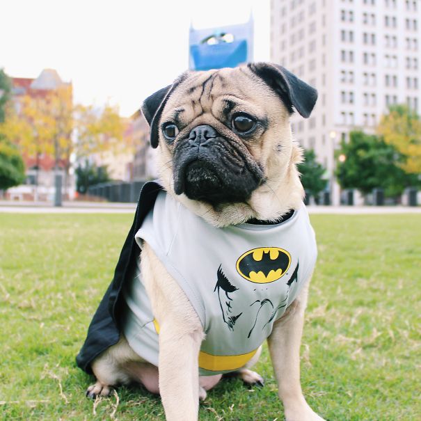 Doug The Pug Does Halloween Better Than You