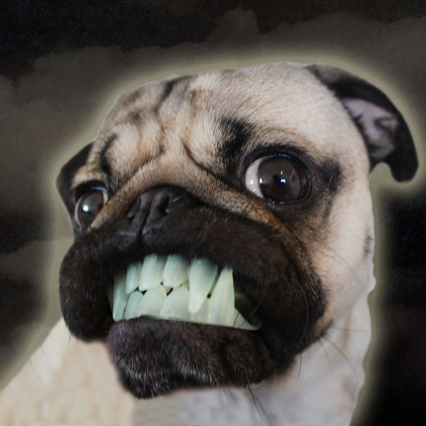 Doug The Pug Does Halloween Better Than You