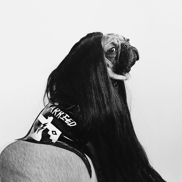 Doug The Pug Does Halloween Better Than You