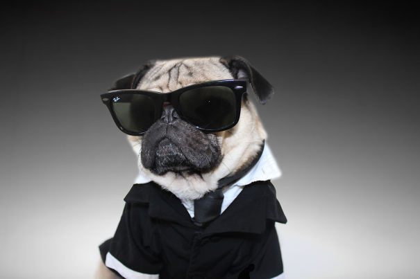 Doug The Pug Does Halloween Better Than You