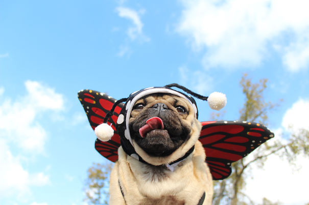 Doug The Pug Does Halloween Better Than You
