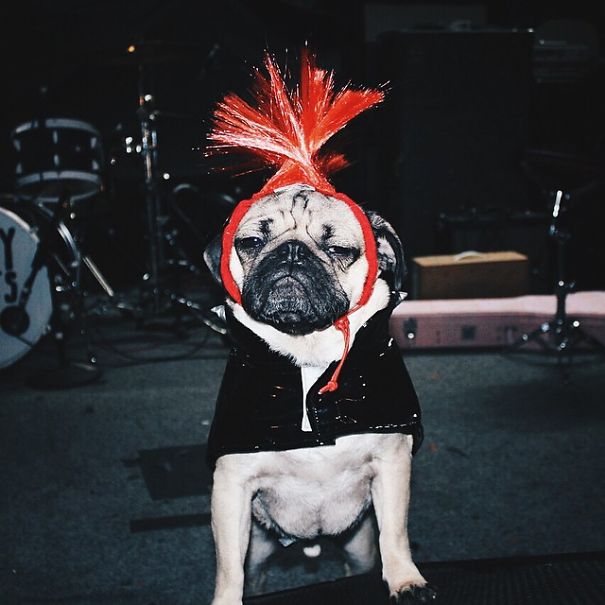 Doug The Pug Does Halloween Better Than You