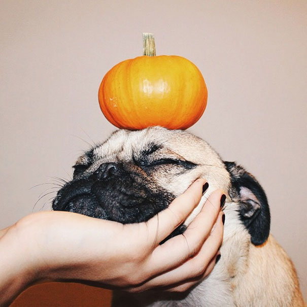 Doug The Pug Does Halloween Better Than You