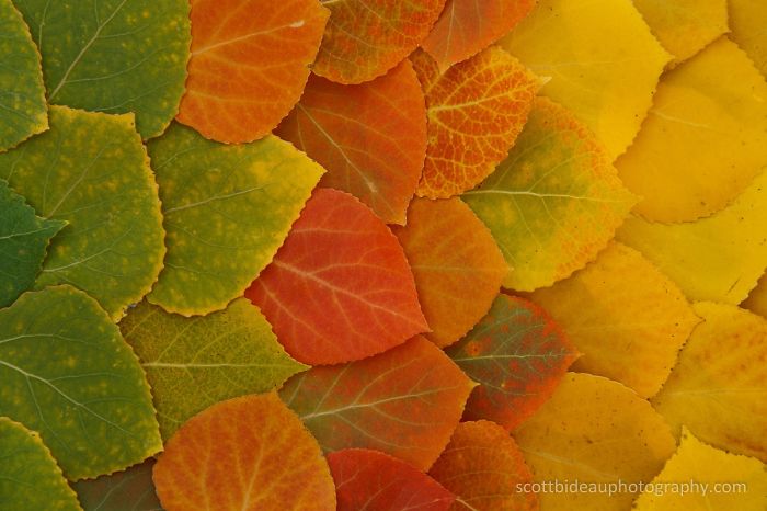 71 Photos Reveal The Full Spectrum Of Autumn’s Colors 71 Photos Reveal The Full Spectrum Of Autumn’s Colors