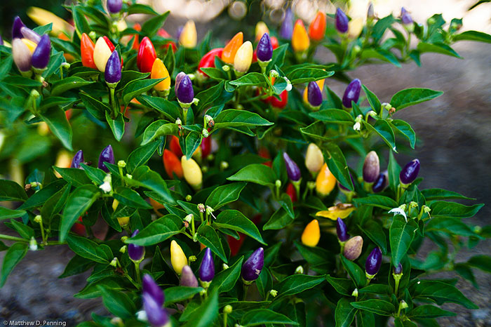 71 Photos Reveal The Full Spectrum Of Autumn’s Colors 71 Photos Reveal The Full Spectrum Of Autumn’s Colors