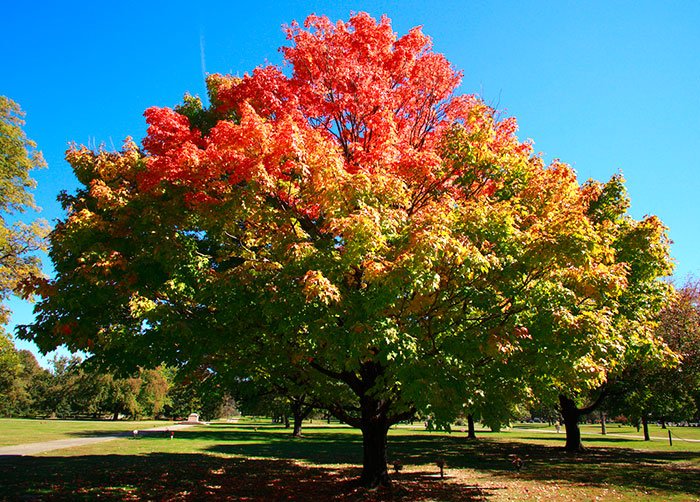 71 Photos Reveal The Full Spectrum Of Autumn’s Colors 71 Photos Reveal The Full Spectrum Of Autumn’s Colors