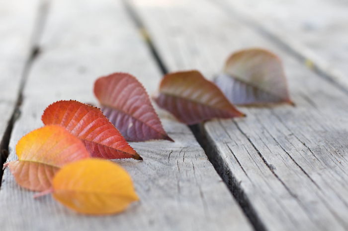 71 Photos Reveal The Full Spectrum Of Autumn’s Colors 71 Photos Reveal The Full Spectrum Of Autumn’s Colors