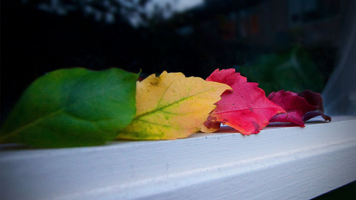 71 Photos Reveal The Full Spectrum Of Autumn’s Colors 71 Photos Reveal The Full Spectrum Of Autumn’s Colors
