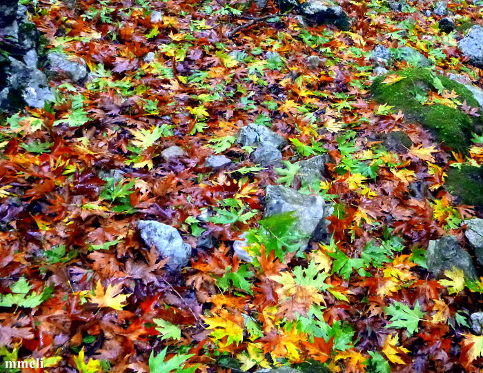 71 Photos Reveal The Full Spectrum Of Autumn’s Colors 71 Photos Reveal The Full Spectrum Of Autumn’s Colors