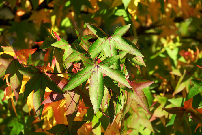 71 Photos Reveal The Full Spectrum Of Autumn’s Colors 71 Photos Reveal The Full Spectrum Of Autumn’s Colors