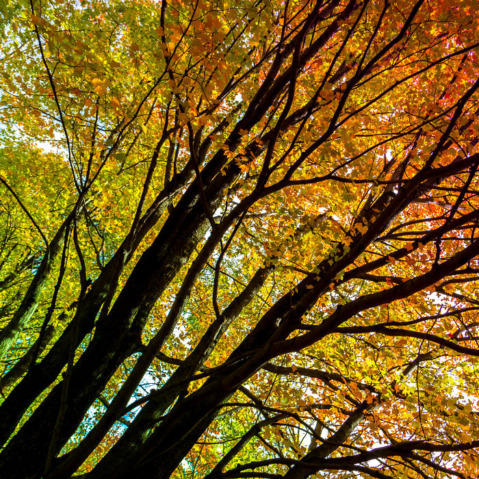 71 Photos Reveal The Full Spectrum Of Autumn’s Colors 71 Photos Reveal The Full Spectrum Of Autumn’s Colors