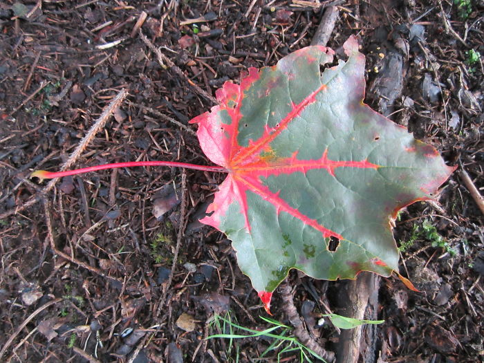 71 Photos Reveal The Full Spectrum Of Autumn’s Colors 71 Photos Reveal The Full Spectrum Of Autumn’s Colors