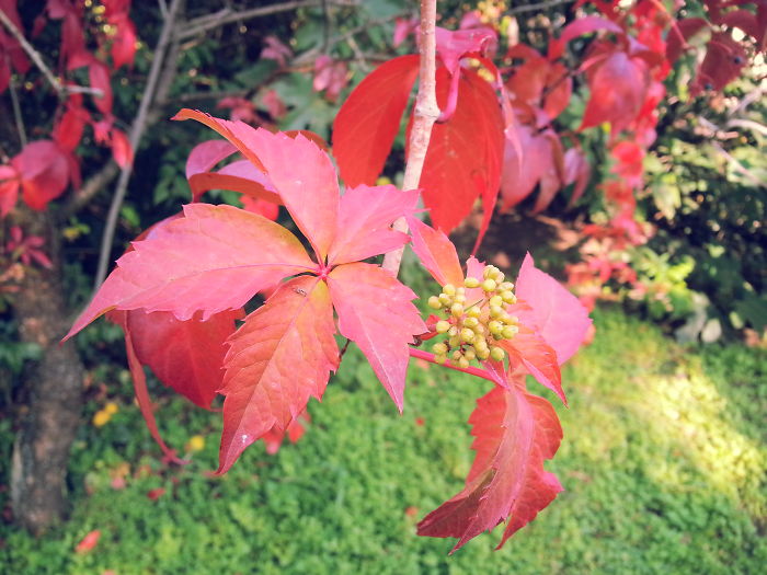 71 Photos Reveal The Full Spectrum Of Autumn’s Colors 71 Photos Reveal The Full Spectrum Of Autumn’s Colors