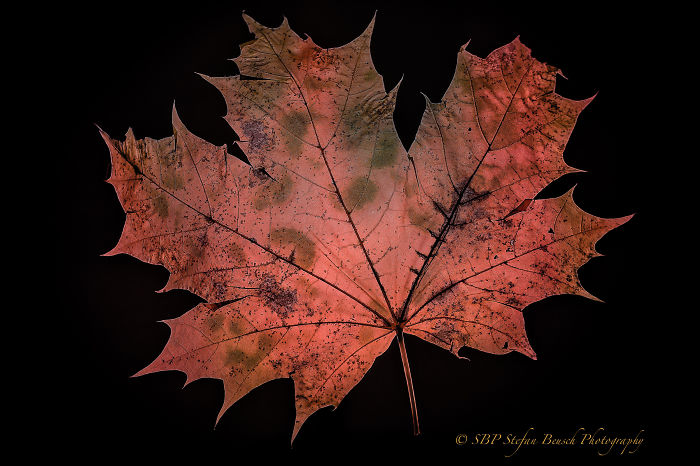 71 Photos Reveal The Full Spectrum Of Autumn’s Colors 71 Photos Reveal The Full Spectrum Of Autumn’s Colors