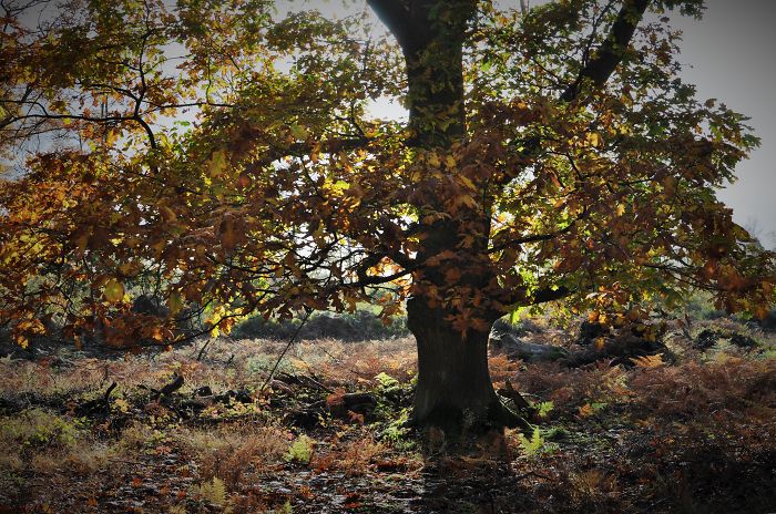 71 Photos Reveal The Full Spectrum Of Autumn’s Colors 71 Photos Reveal The Full Spectrum Of Autumn’s Colors