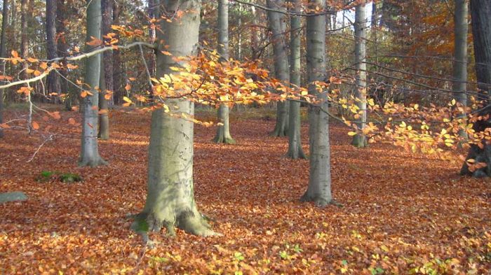 71 Photos Reveal The Full Spectrum Of Autumn’s Colors 71 Photos Reveal The Full Spectrum Of Autumn’s Colors