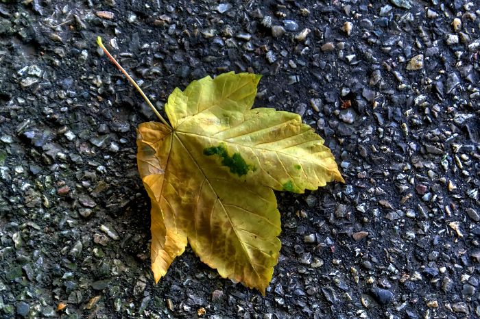 71 Photos Reveal The Full Spectrum Of Autumn’s Colors 71 Photos Reveal The Full Spectrum Of Autumn’s Colors