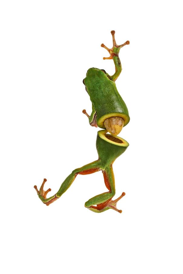 Animal Food: My Series Of Animals Crossed With Fruits And Vegetables Animal Food: My Series Of Animals Crossed With Fruits And Vegetables